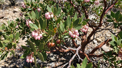 Pointleaf Manzanita