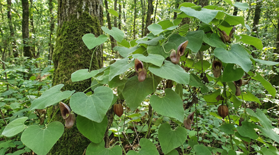 Dutchman’s Pipe