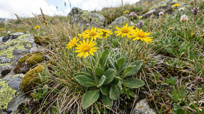 Common Leopardbane
