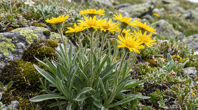 Narrowleaf Arnica
