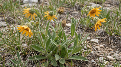 Nodding arnica