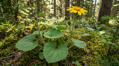 Heart-leaved arnica