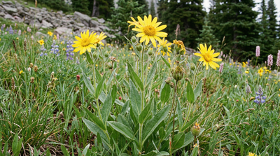 Twin Arnica