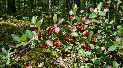 Red Chokeberry