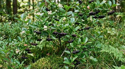 Black Chokeberry
