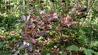 Purple Chokeberry