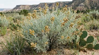 Sand Sagebrush