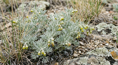 Prairie Sagewort