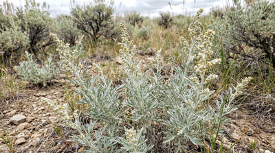 Sagewort, White