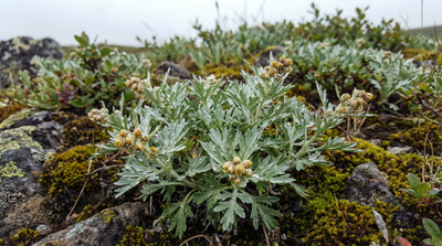 Tilesius Wormwood