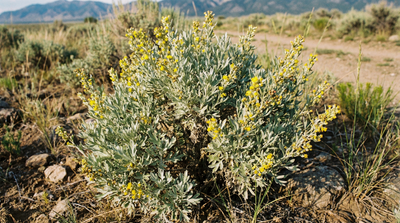 Big Sagebrush