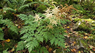 Goat’s Beard