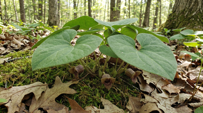 Wild ginger
