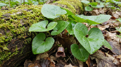 Western wild ginger