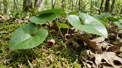 Reflexed Wild Ginger