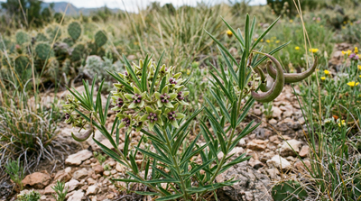 Antelope Horns Milkweed