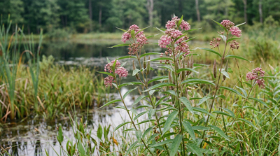 Swamp Milkweed