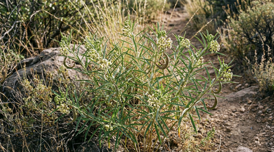 Mexican whorled milkweed