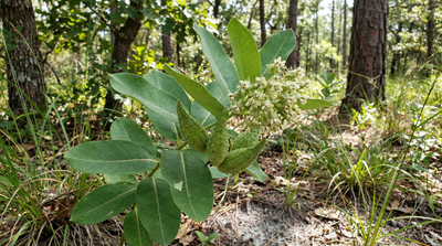 Oval-leaf Milkweed