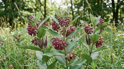 Purple Milkweed