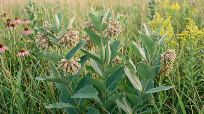 Sullivant's Milkweed