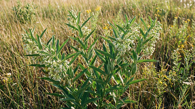 Green comet milkweed
