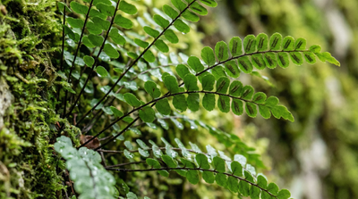 Maidenhair Spleenwort