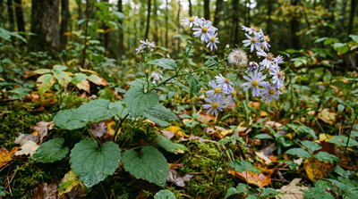 Common blue wood aster