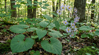 Big-leaved Aster