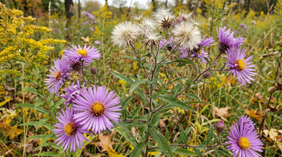 New England Aster