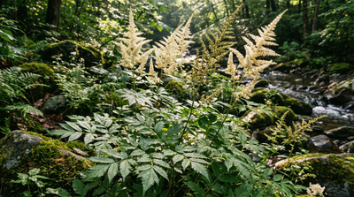 Astilbe