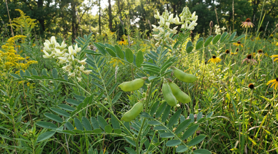 Canadian milkvetch