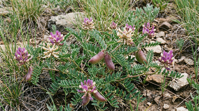 Groundplum milkvetch
