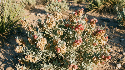 Fourwing saltbush