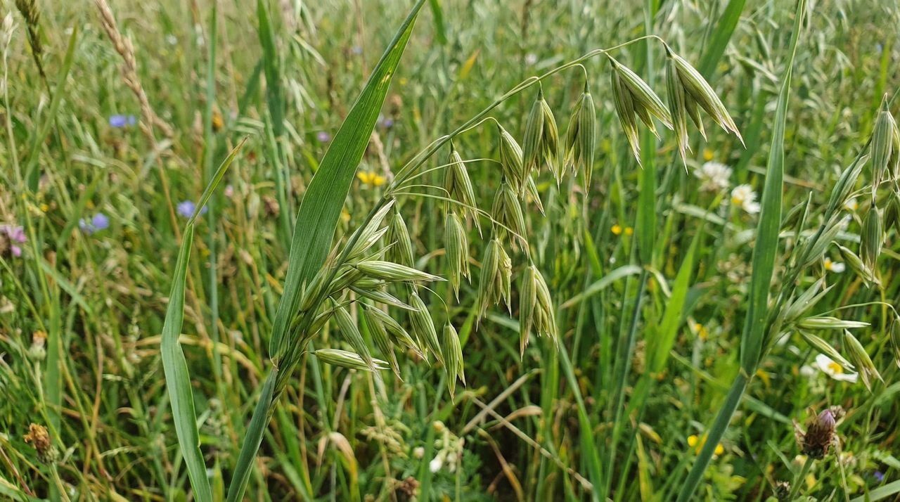 Oat