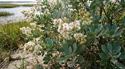 Groundsel-Tree, Eastern False Willow