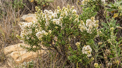 broom, chaparral