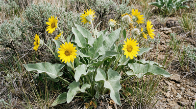 Arrowleaf Balsamroot