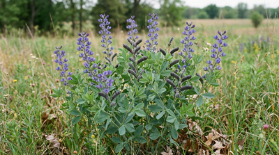 Blue False Indigo