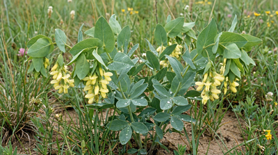 Cream False Indigo