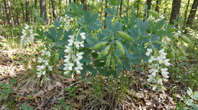 White False Indigo