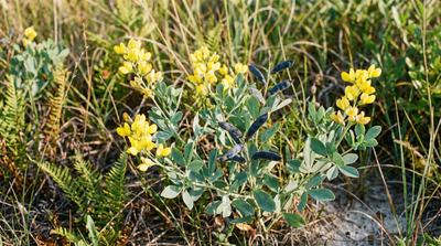 Yellow Wild Indigo