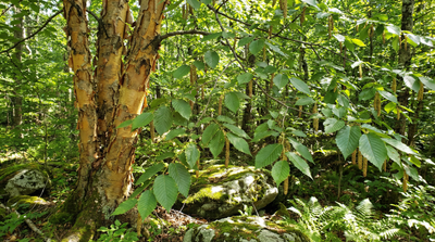 Yellow Birch