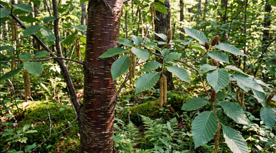 Sweet Birch