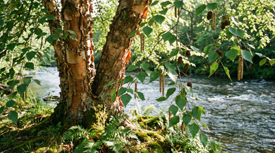River Birch