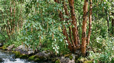 birch, water