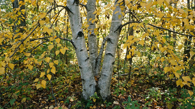 Gray Birch