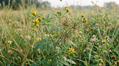 Spanish Needles