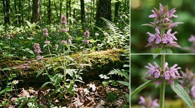 Downy Wood Mint