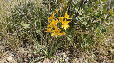 Goldenstar